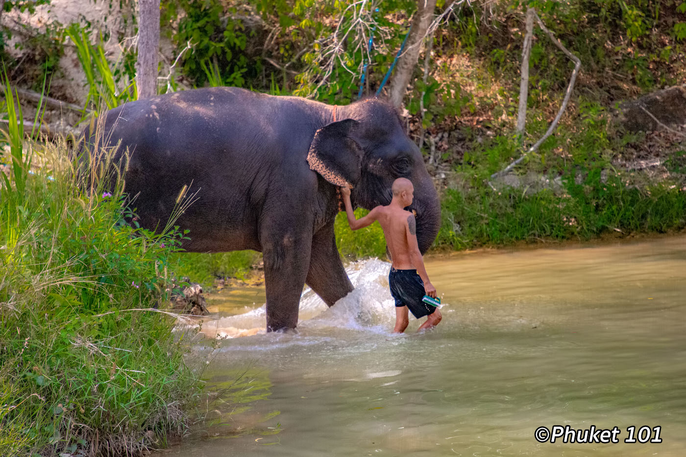 Phuket Elephant Retirement Park