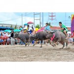 Chonburi-Buffalo-Racing-Festival
