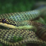 Snakes alive – beware the month of June in Thailand
